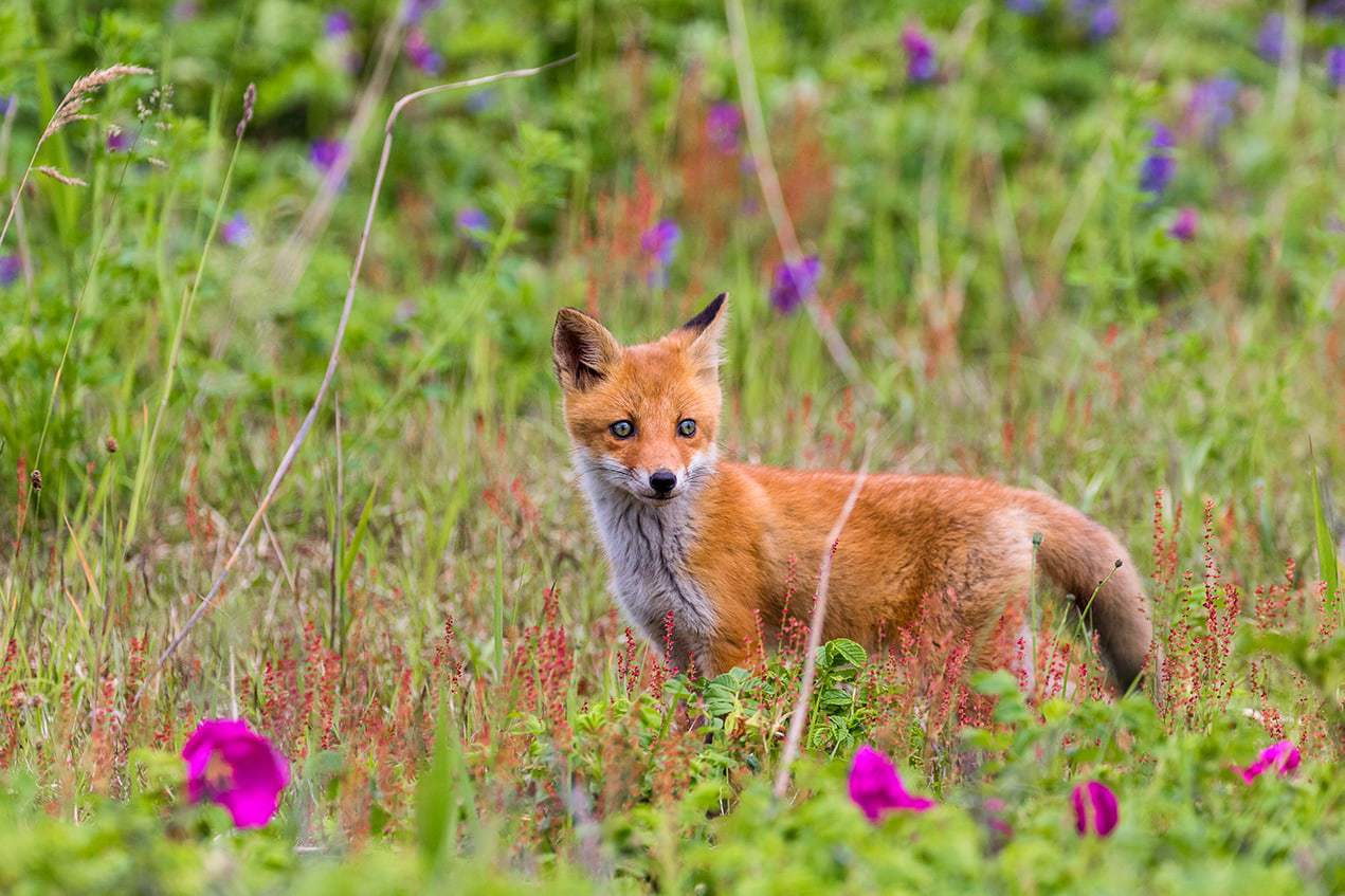 Hokkaido Landscape & Wildlife Tour - Niseko Photography