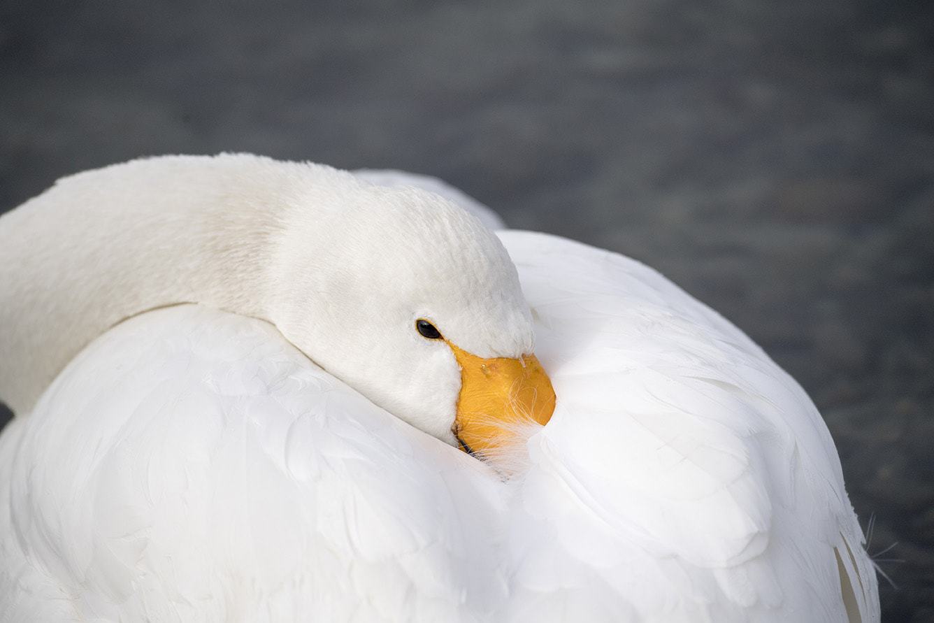 Hokkaido Landscape & Wildlife Tour - Niseko Photography