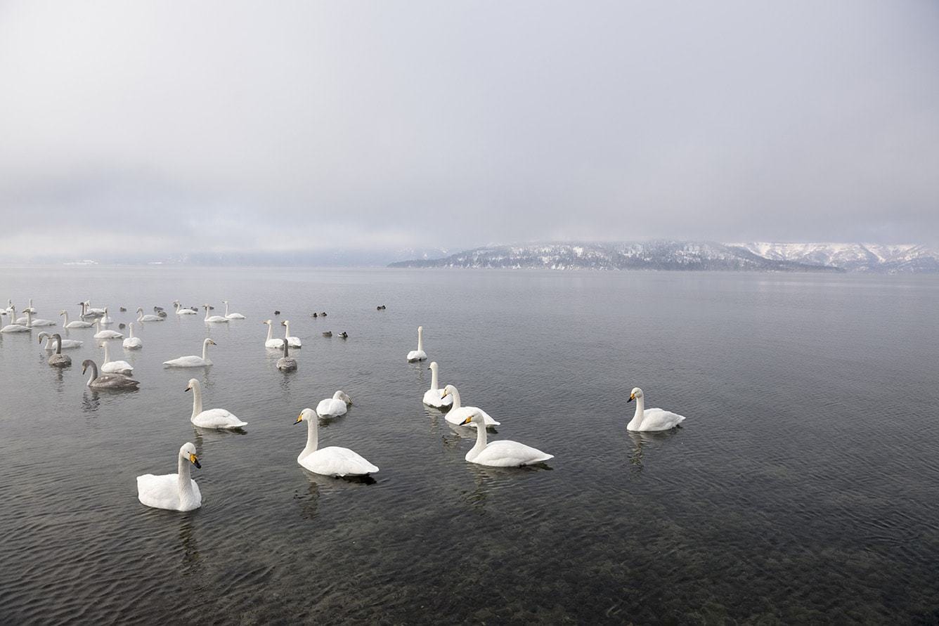 Hokkaido Landscape & Wildlife Tour - Niseko Photography